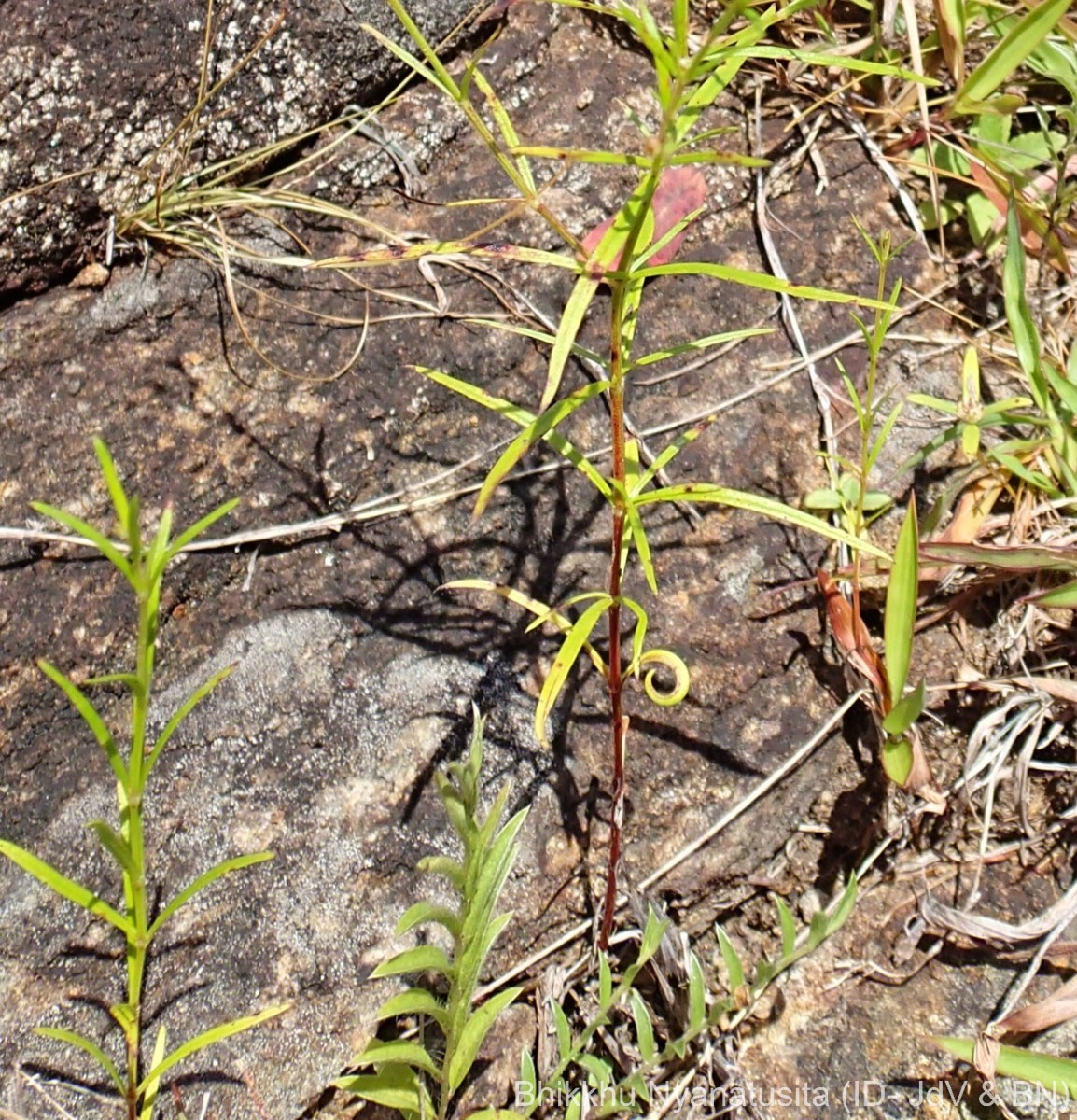 Oldenlandia herbacea (L.) Roxb.